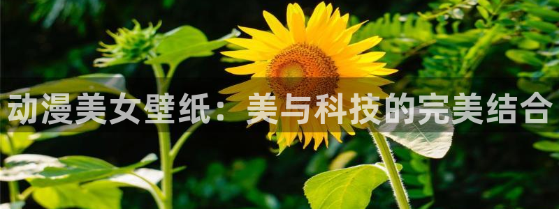 omofun.：动漫美女壁纸：美与科技的完美结合
